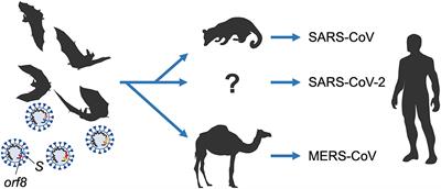 Frontiers | Commentary: Origin And Evolution Of Pathogenic Coronaviruses